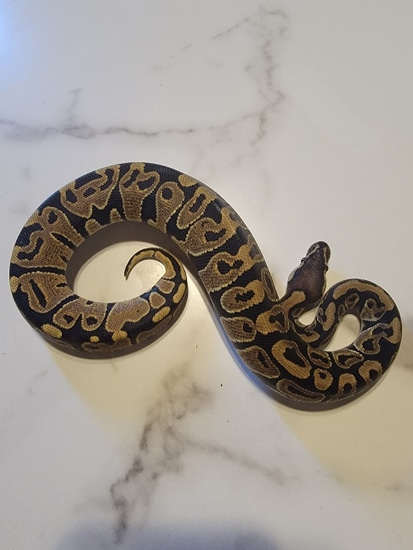 Normal Ball Python by MCK MORPHS