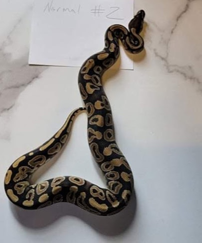 Normal Ball Python by MCK MORPHS