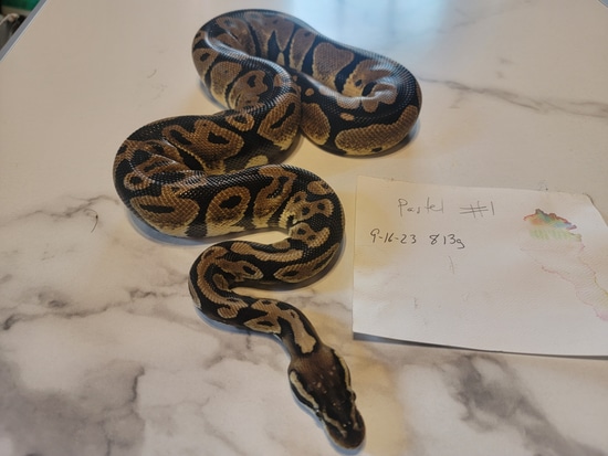 Pastel Ball Python by MCK MORPHS