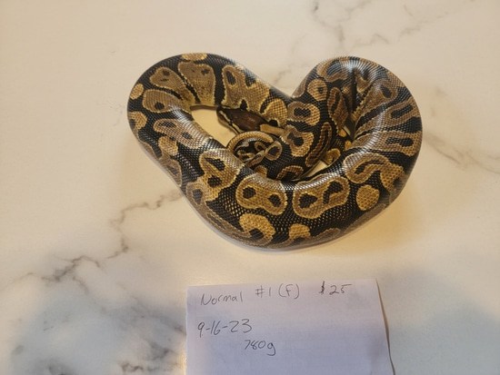 Normal Ball Python by MCK MORPHS