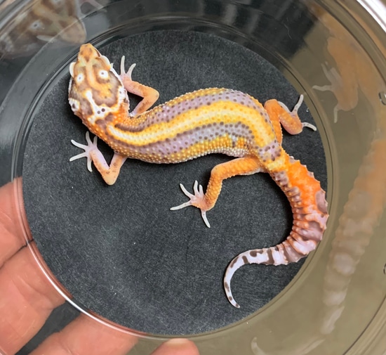 Bold Stripe Bell Albino 66% Het Eclipse Leopard Gecko by Big