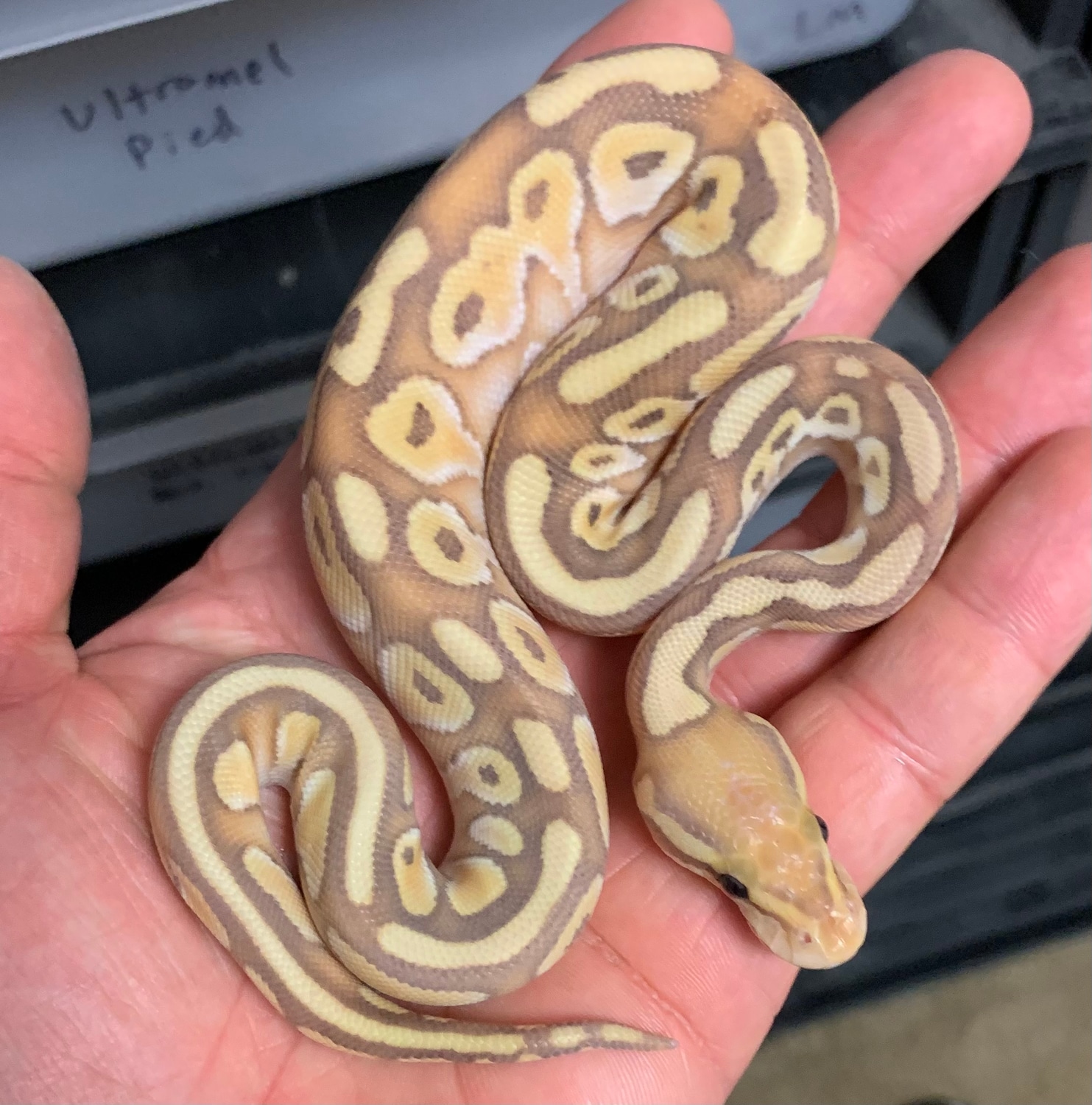 Banana Lesser Ball Python by Big Reptiles MorphMarket