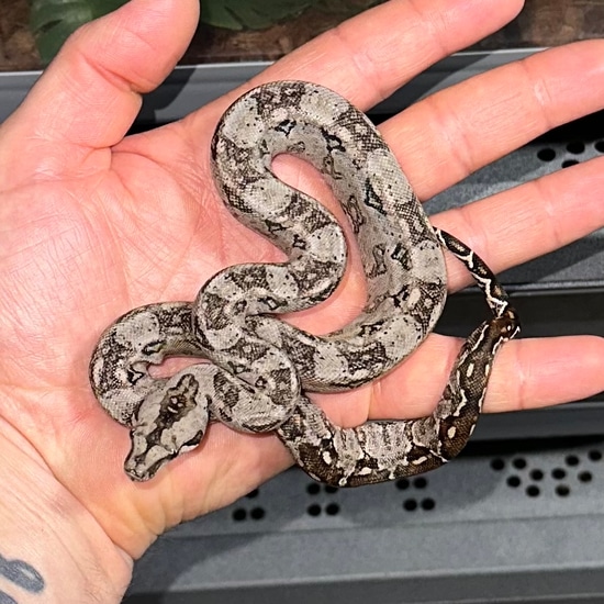 Pure Tarahumara Dwarf Boa Boa Constrictor by Big Borg Reptiles