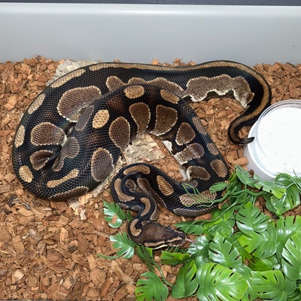 DH Ultramel Pied *Proven Breeder* Ball Python