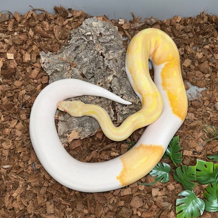 Albino Pied *Proven Breeder* Ball Python