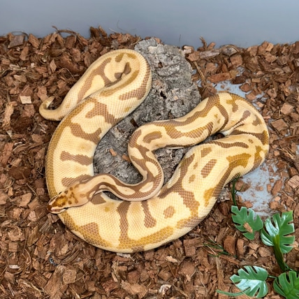 Leopard Spotnose Ultramel *Proven Breeder* Ball Python