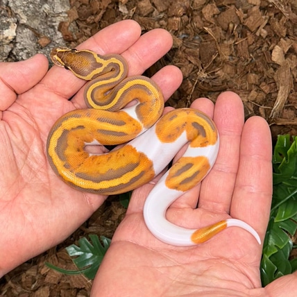 Ultramel Pied Ball Python