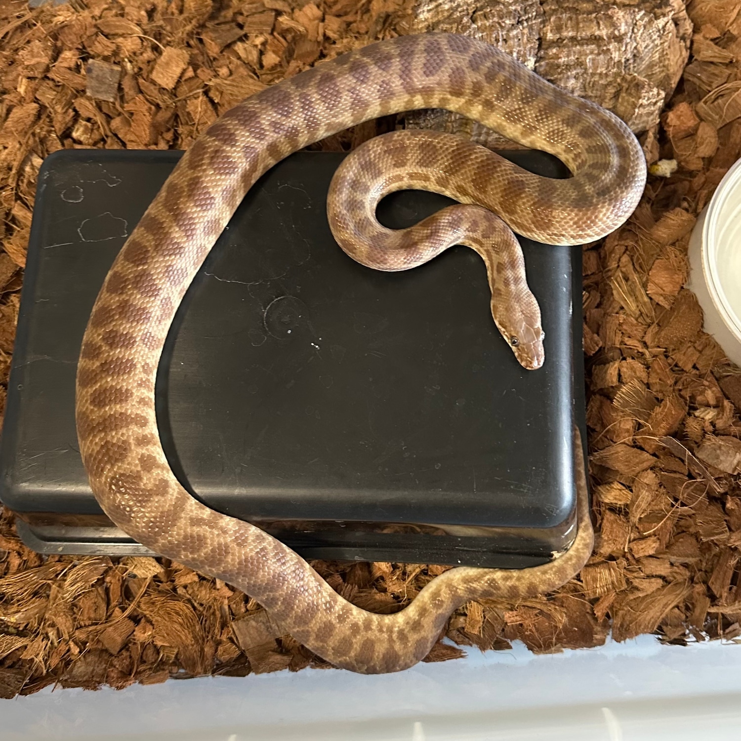 childrens pythons available Images High Quality Grahic Children’s Pythons *PROVEN PAIR*