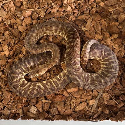 Eastern Stimson’s *PROVEN* Stimson's Python