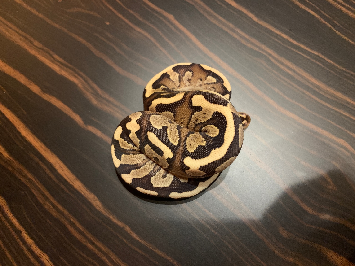 Fire Enchi Yellobelly Ball Python by Mc Python - MorphMarket