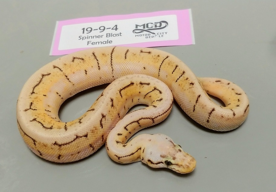 Spinner Blast Ball Python by Motor City Reptile - MorphMarket