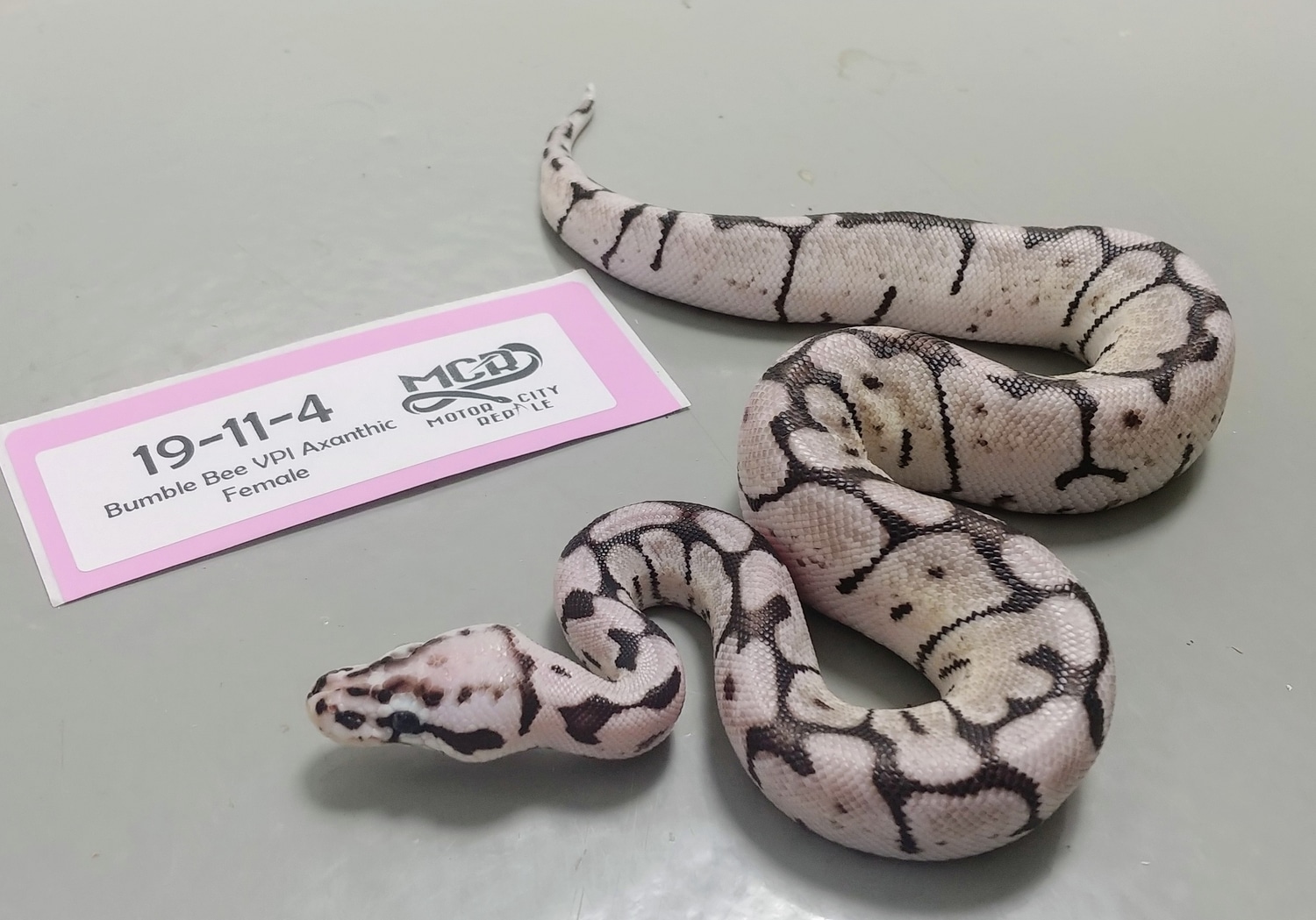 Zebra Bee - VPI Axanthic Bumble Bee Ball Python by Motor City Reptile ...