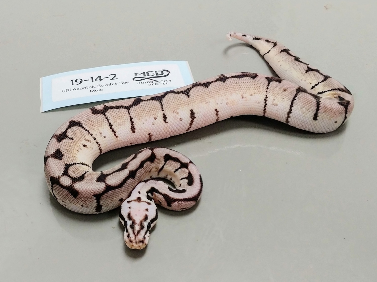 Zebra Bee - VPI Axanthic Bumble Bee Ball Python by Motor City Reptile ...