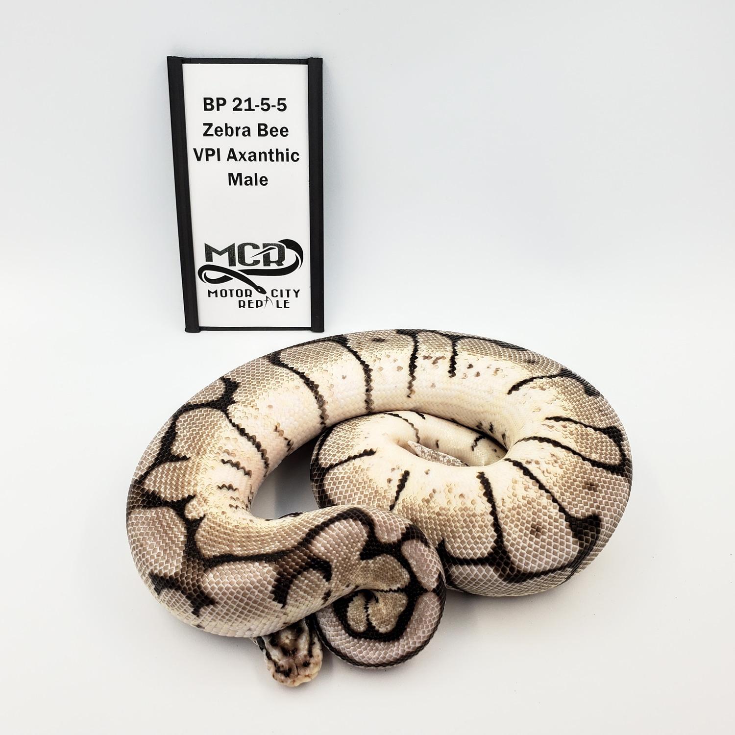 VPI Zebra Bee Ball Python by Motor City Reptile - MorphMarket