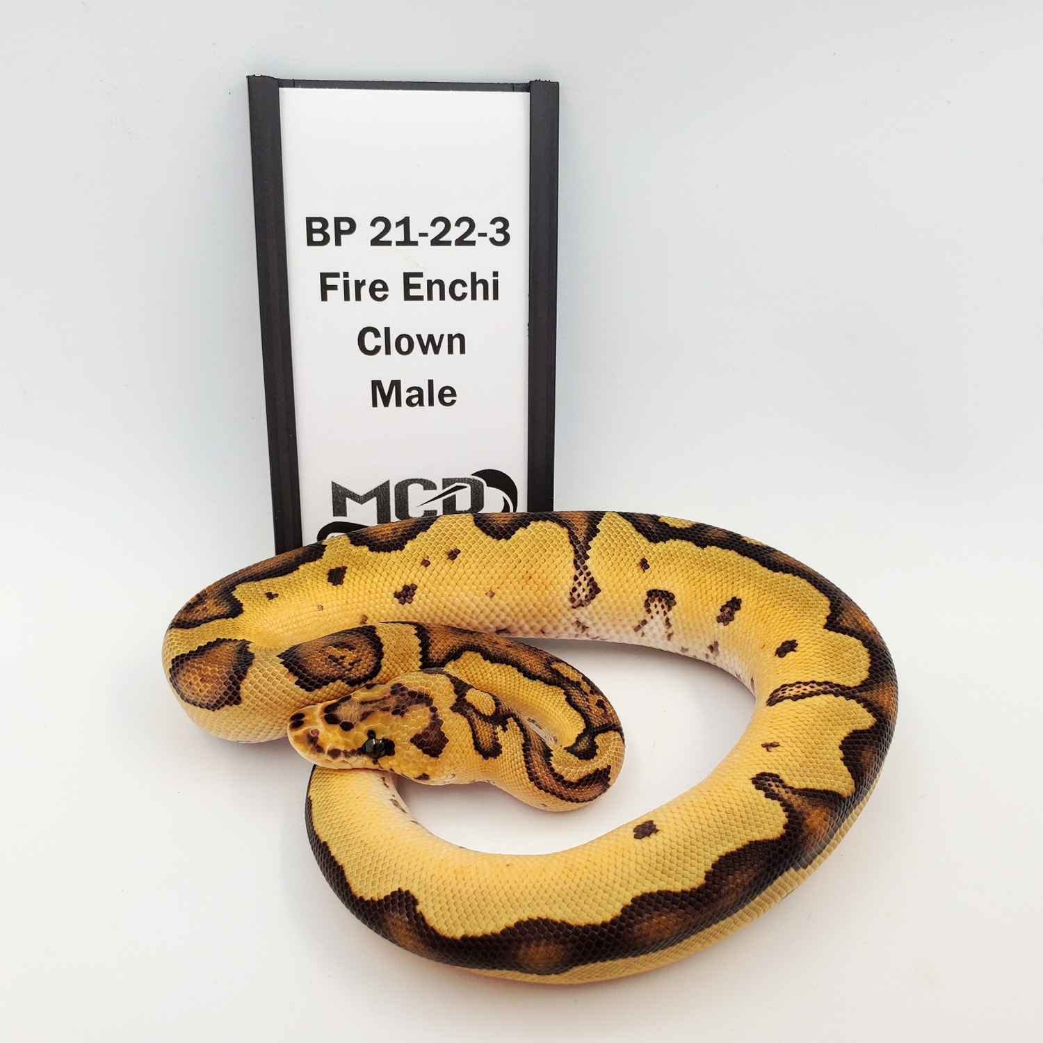 Fire Enchi Clown Ball Python by Motor City Reptile - MorphMarket