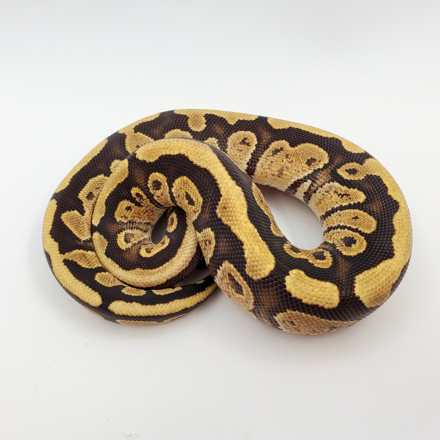 Fire Het Clown Ball Python by Motor City Reptile - MorphMarket