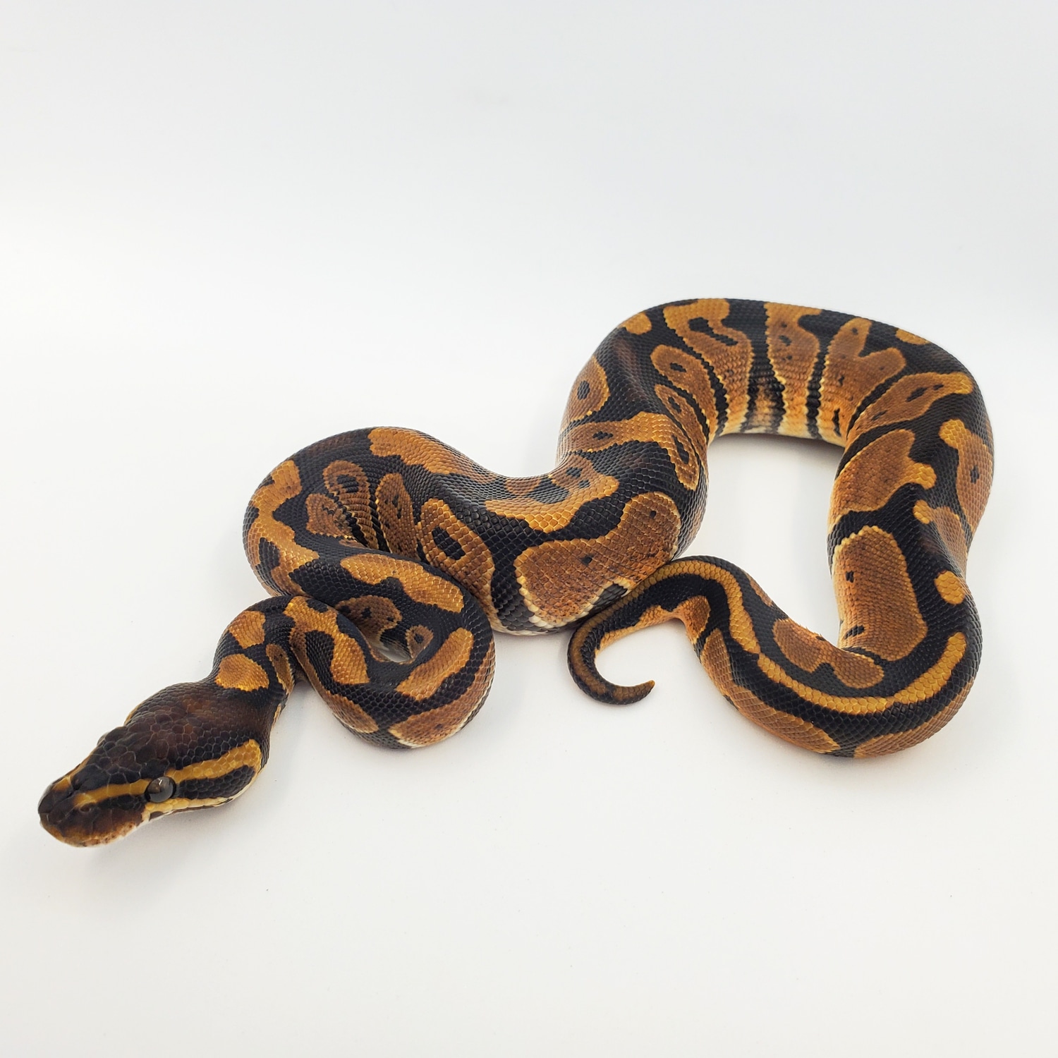 Het Sunset Ball Python by Motor City Reptile - MorphMarket