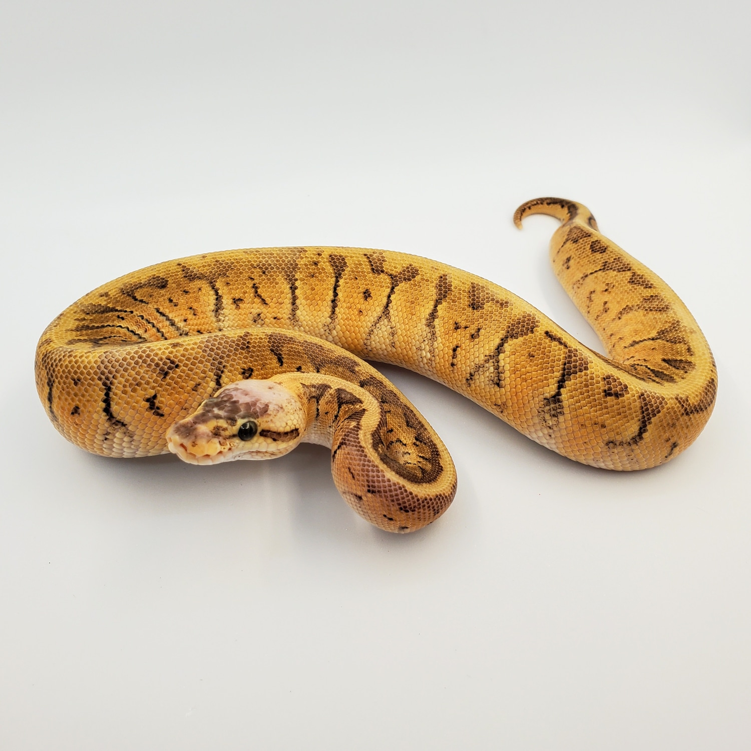 Super Blast 100% Het Sunset Ball Python by Motor City Reptile - MorphMarket
