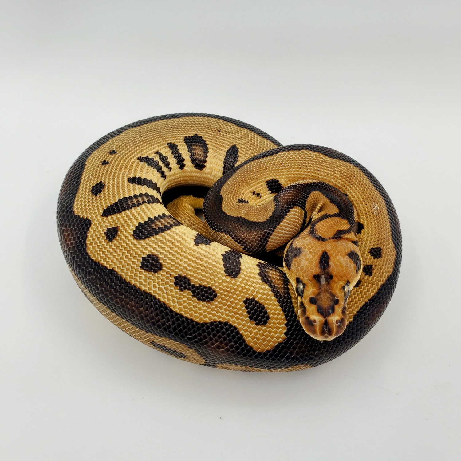 Leopard Clown Ball Python by Motor City Reptile MorphMarket