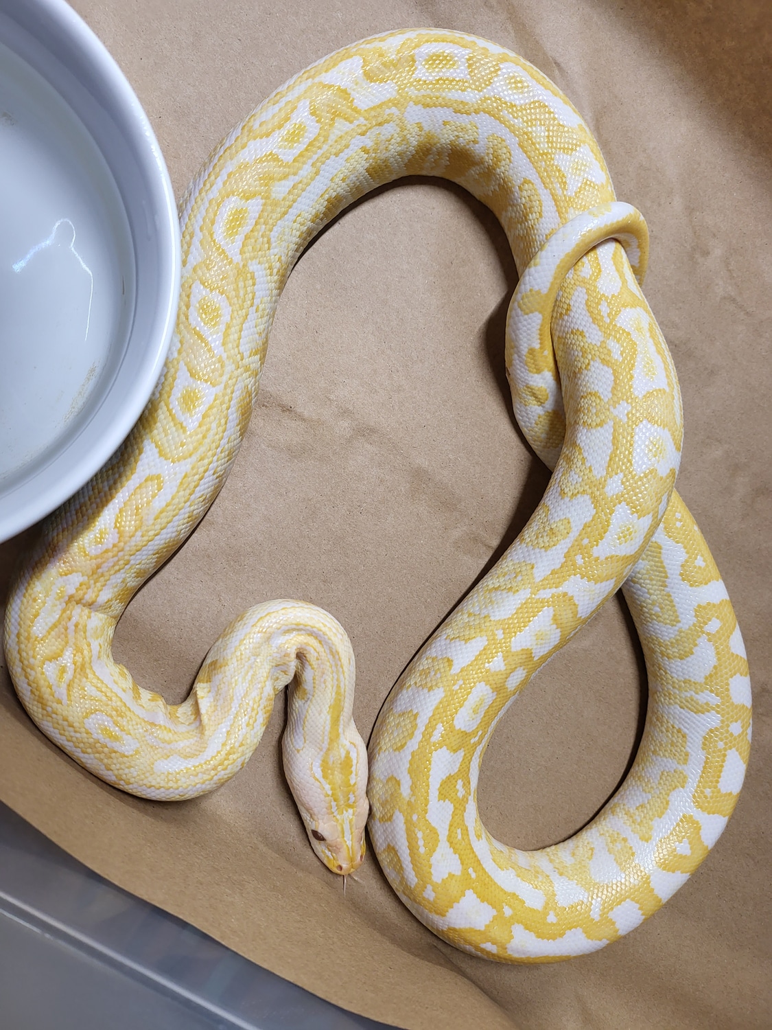 Albino Labyrinth Burmese Python by Aquatic Oak's Creatures & Creations ...