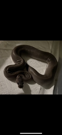 8 Ball Ball Python by Beavers Royals