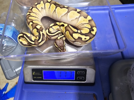 Fire Lesser Ball Python by Mythical Creation