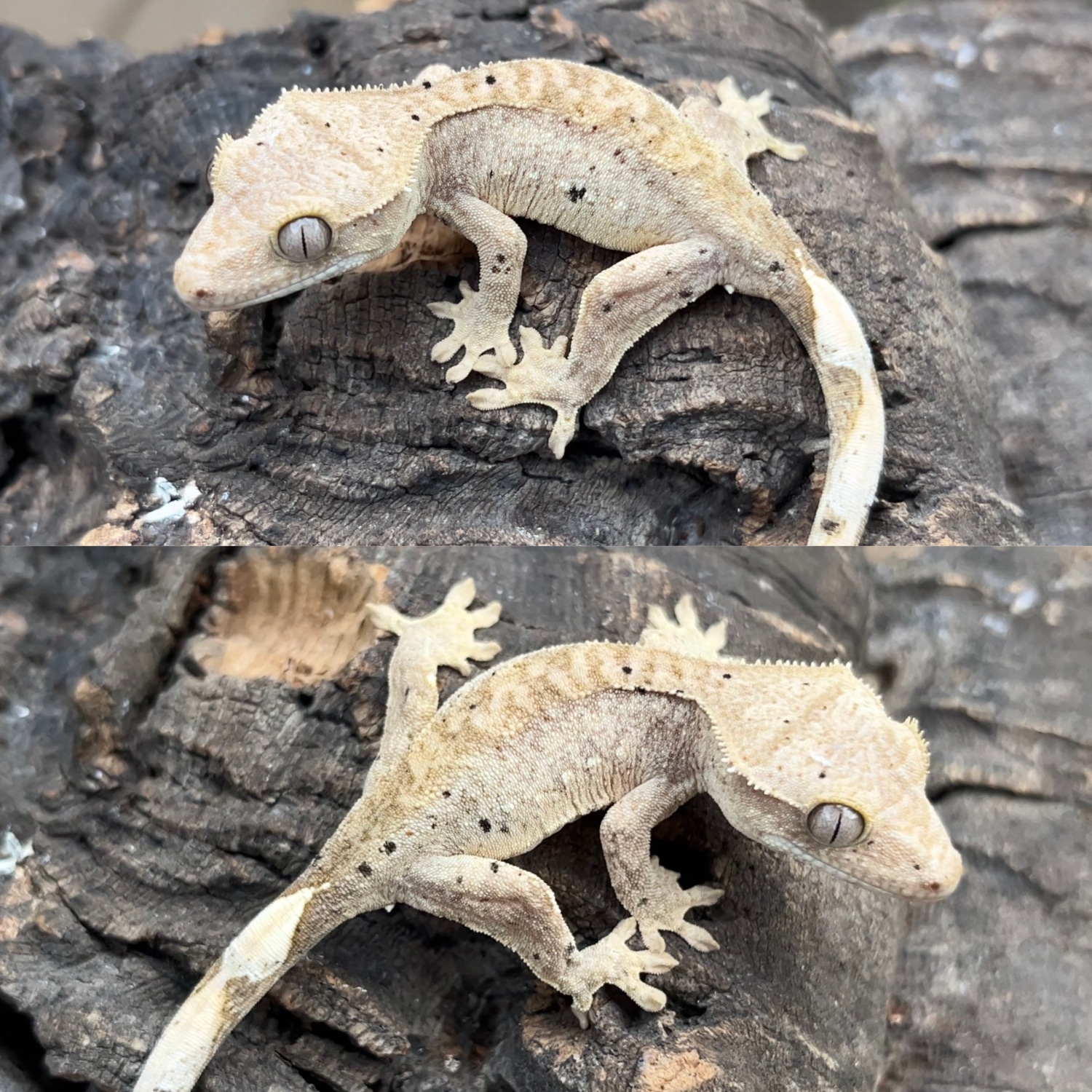 dalmatian-crested-gecko-by-mdreptiles86-morphmarket