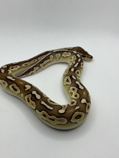 Cinnamon Lesser Ball Python by Mead Morphology