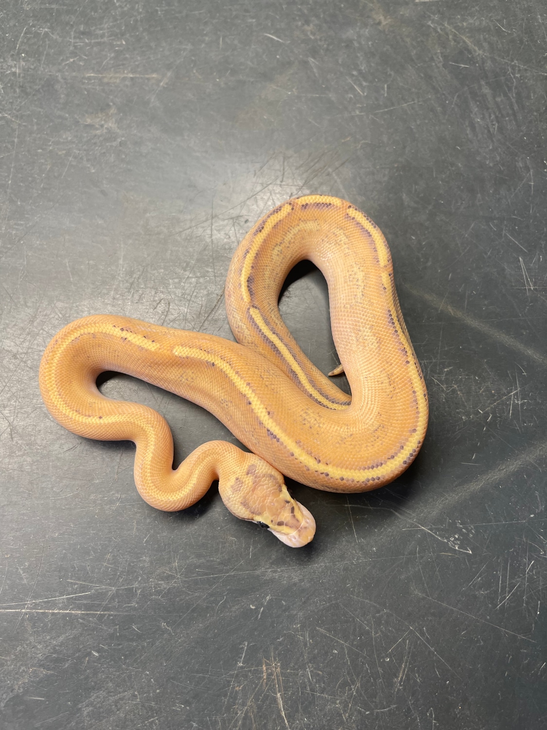 Puma Ball Python by Flynn Reptiles - MorphMarket