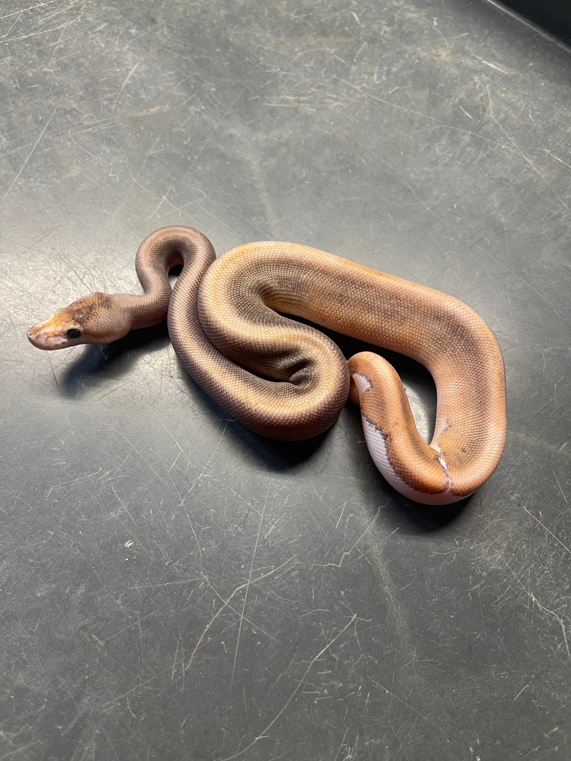 Black Pastel Champagne Pos. Het. Hypo Ball Python by Flynn Reptiles ...