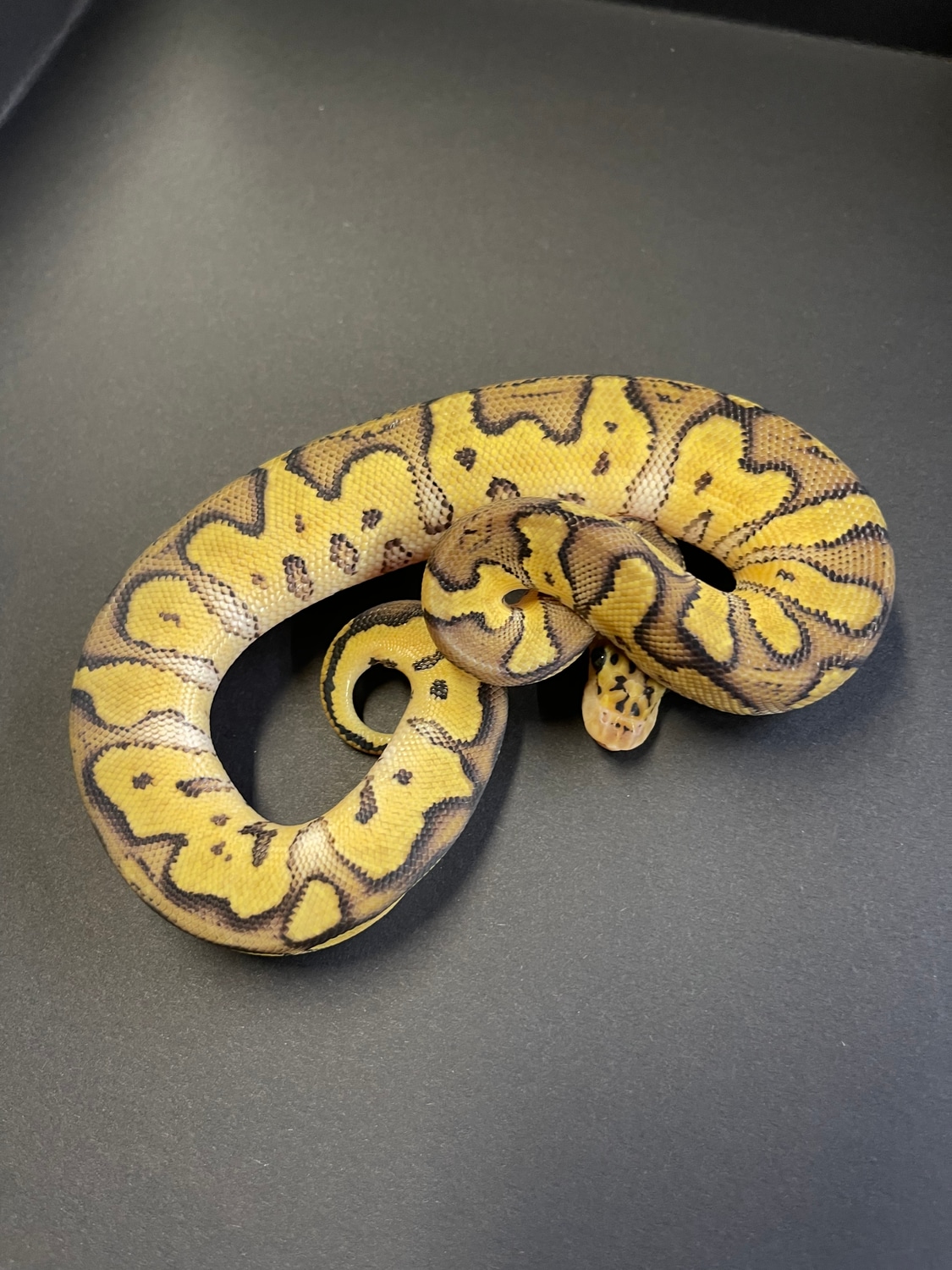 Lemon Clown Ball Python by Flynn Reptiles - MorphMarket