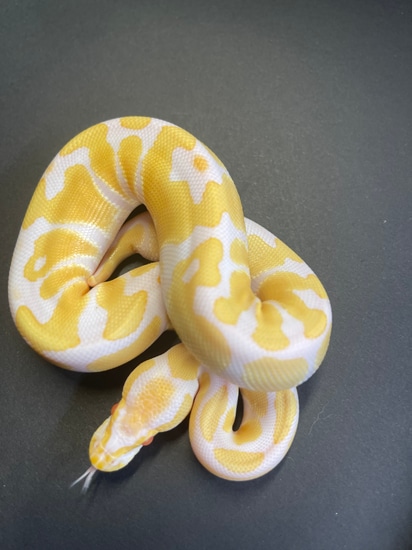 Albino Ball Python By Flynn Reptiles
