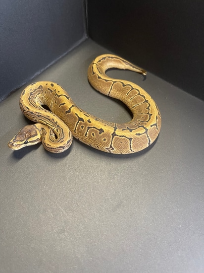 249 Shipped Ball Python By Flynn Reptiles