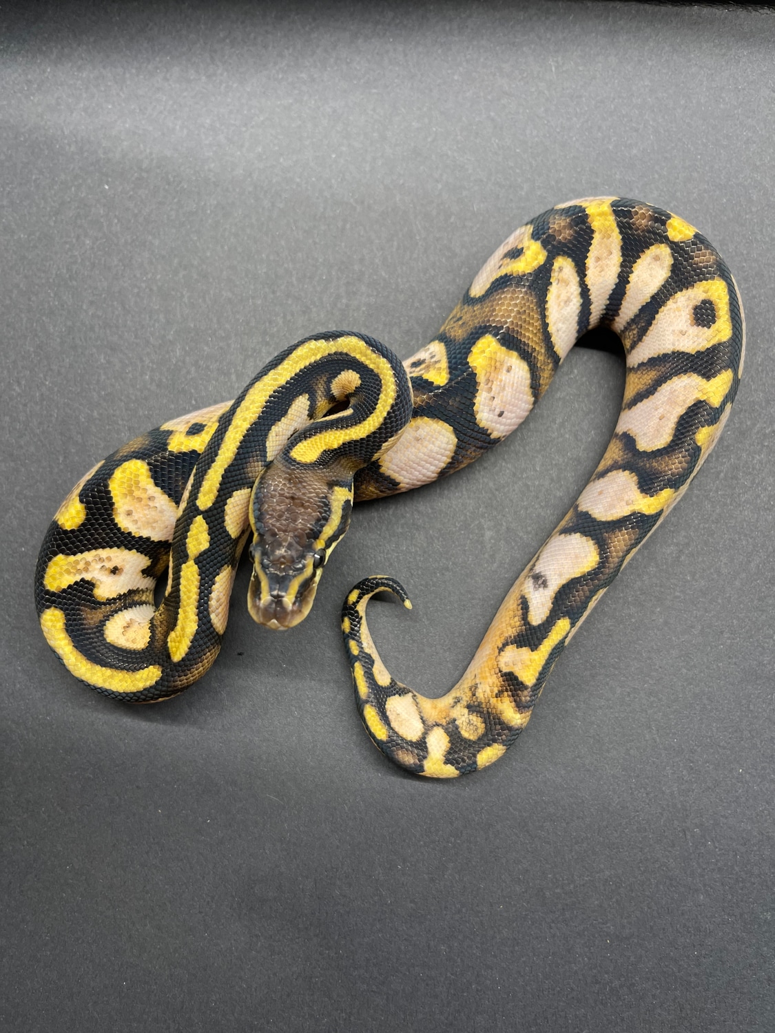 Lemon Sugar Ball Python by Flynn Reptiles - MorphMarket