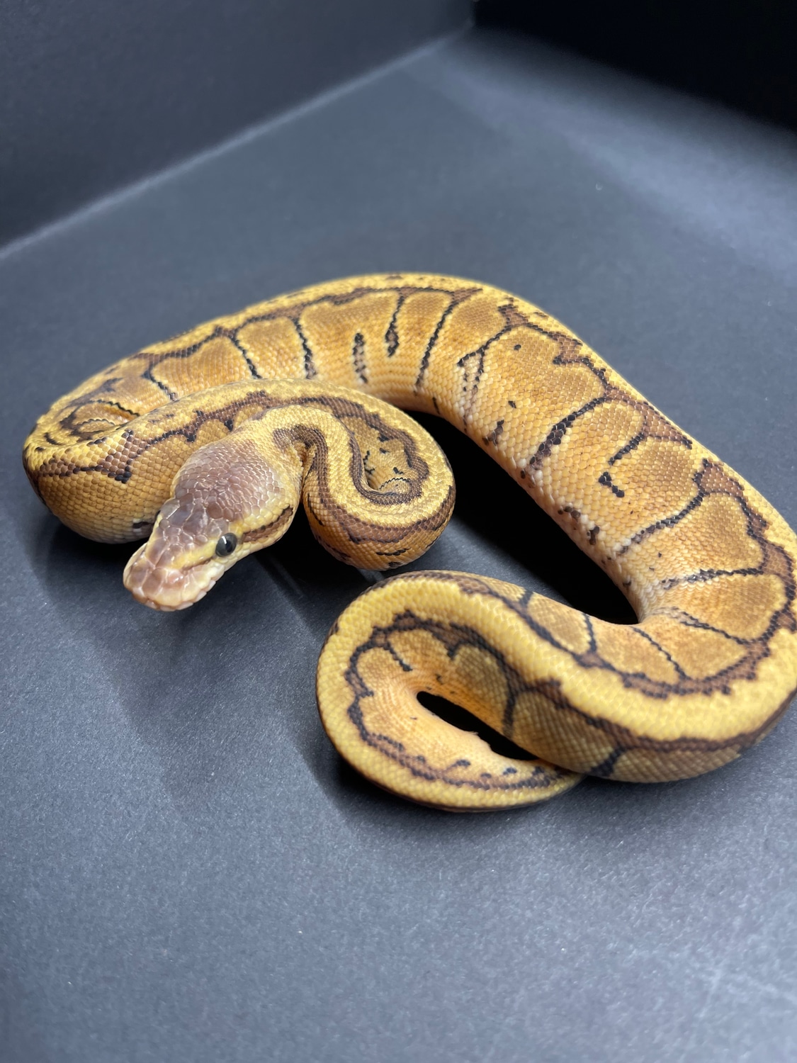 Lemon Blast Ball Python by Flynn Reptiles - MorphMarket