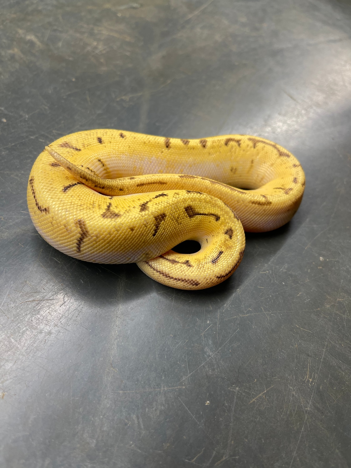LemonBlast Enchi Calico Ball Python by Flynn Reptiles - MorphMarket
