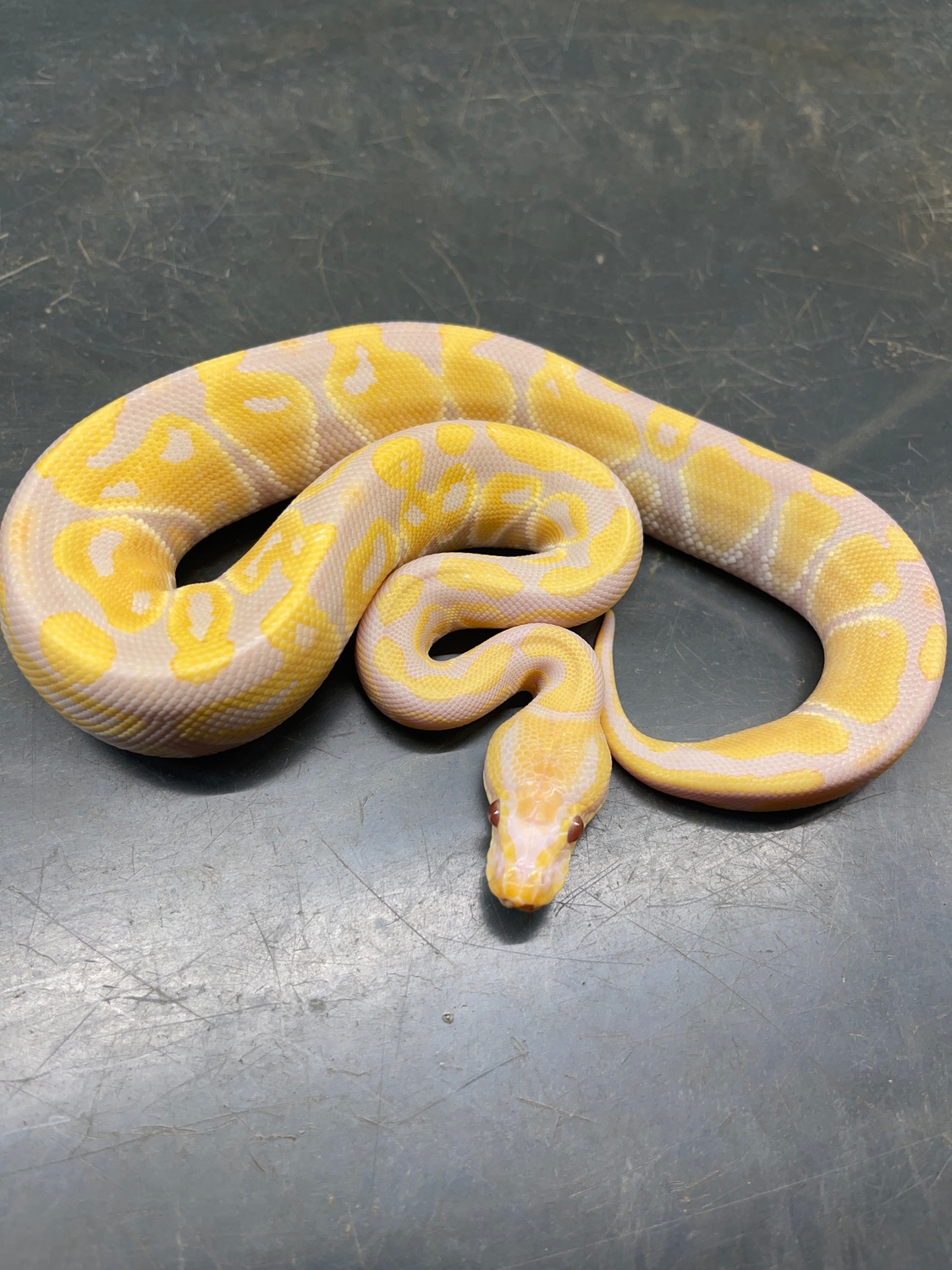 Candino Ball Python by Flynn Reptiles - MorphMarket - Pre-Killed Pre-Stunned Ball Python Food