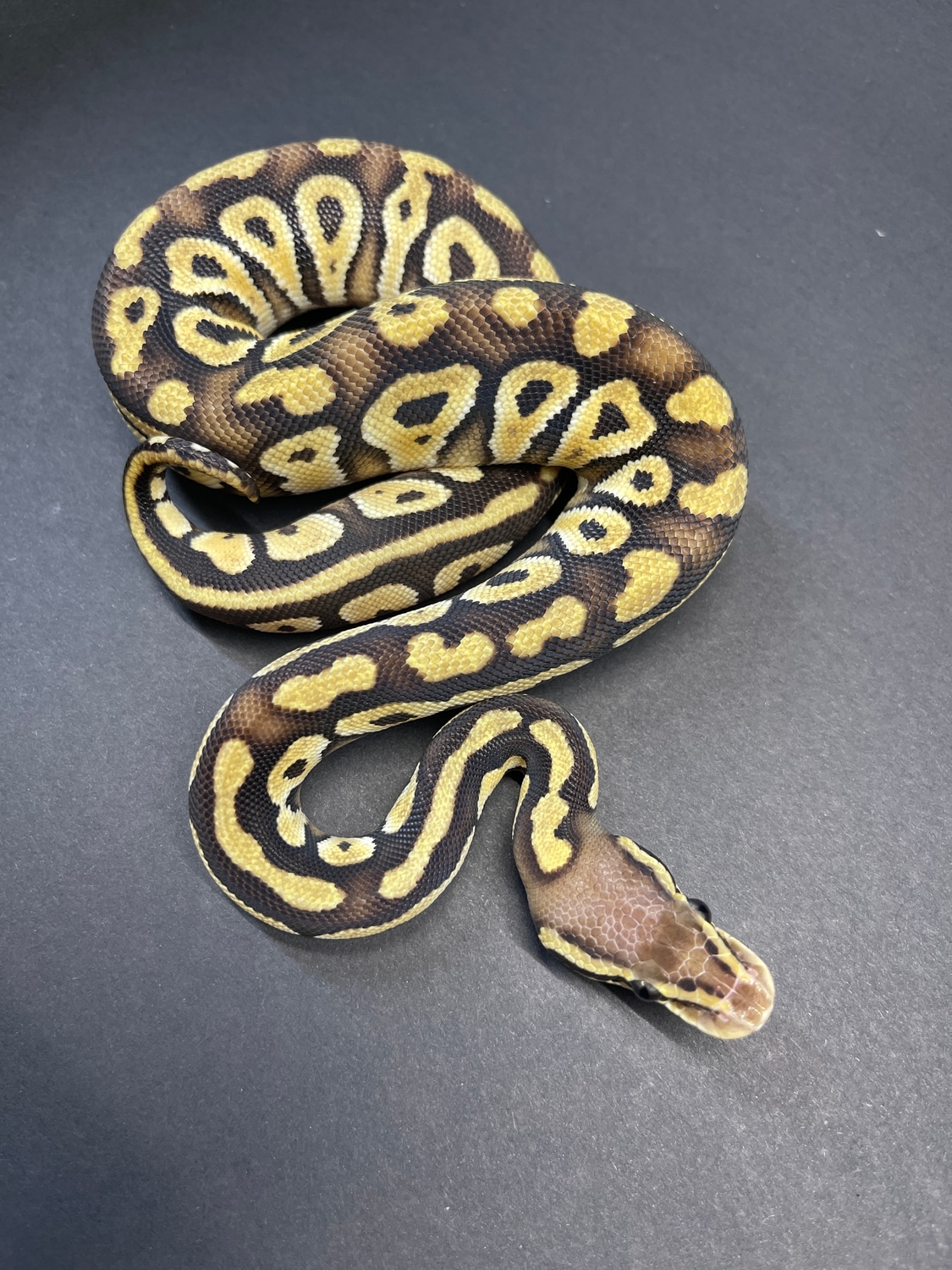 Lemon Mojave Female Ball Python by Flynn Reptiles - MorphMarket