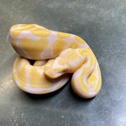 Candy Ball Python by The Florida Reptile Ranch - MorphMarket