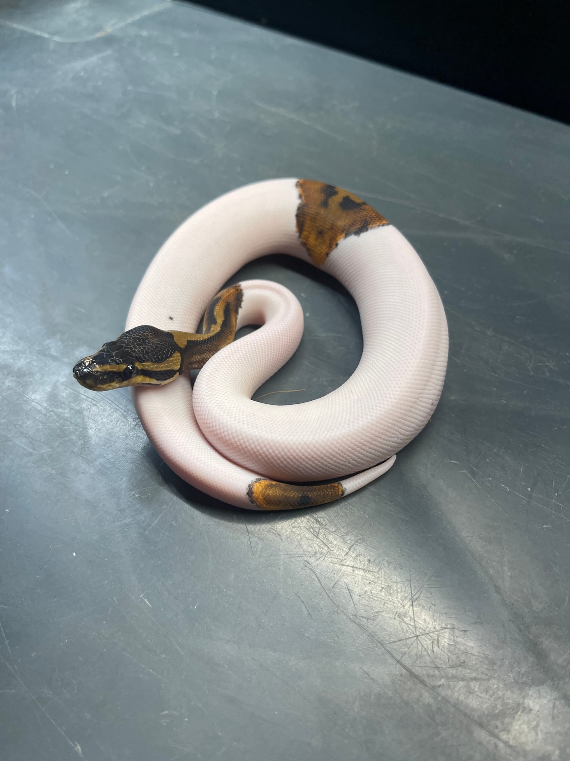 Pied Poss Het. Albino Ball Python by Flynn Reptiles - MorphMarket