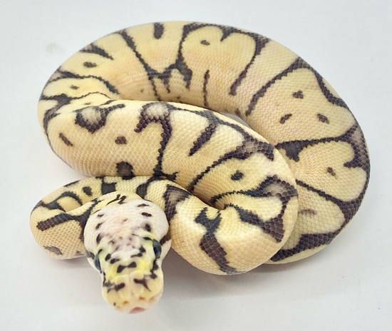 Killer Bee Yellow Belly Double Het Clown Axanthic(TSK) Ball Python by ...