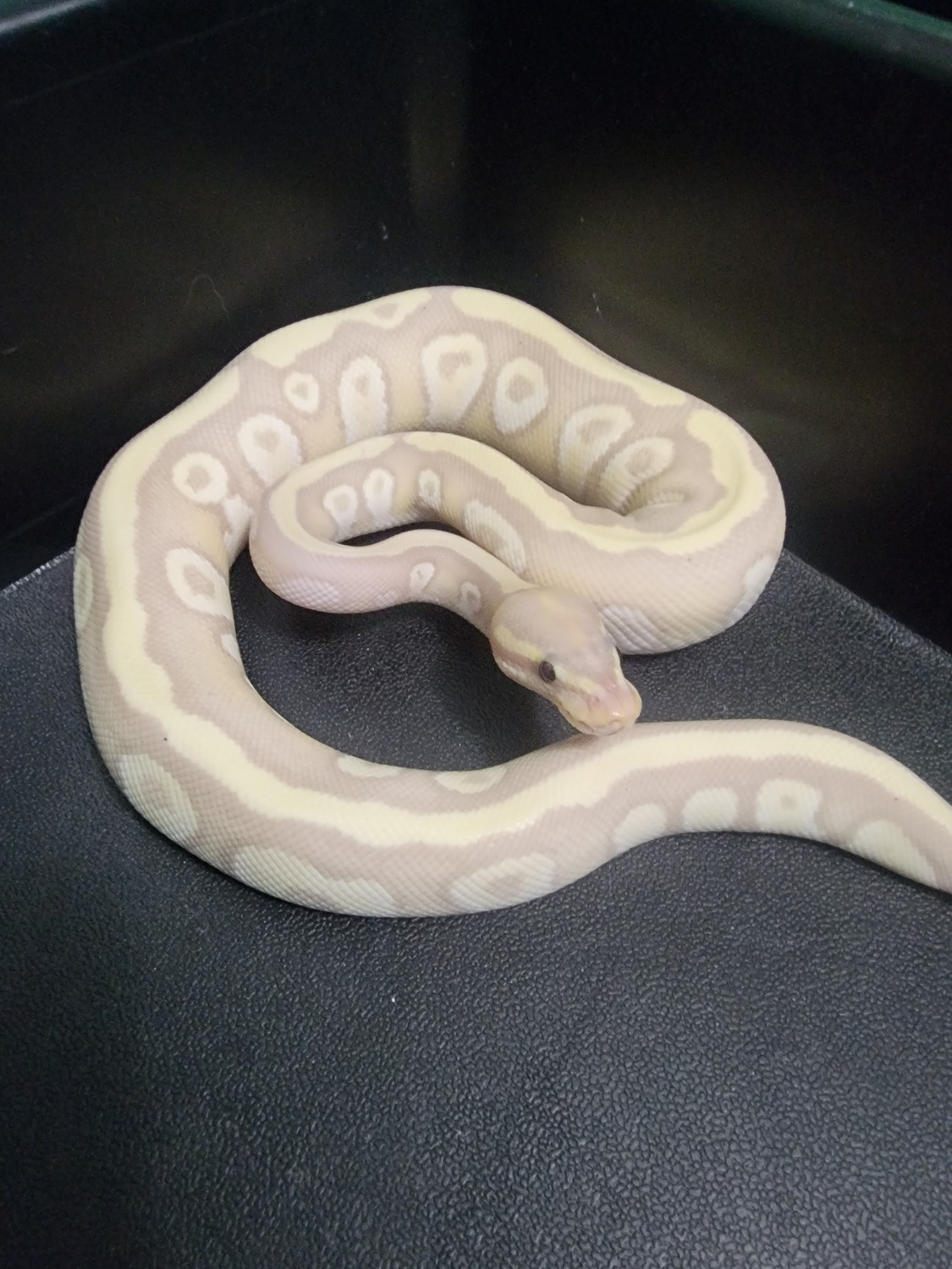 Banana Mojave Fire/disco Ball Python by Pocket Balls MorphMarket
