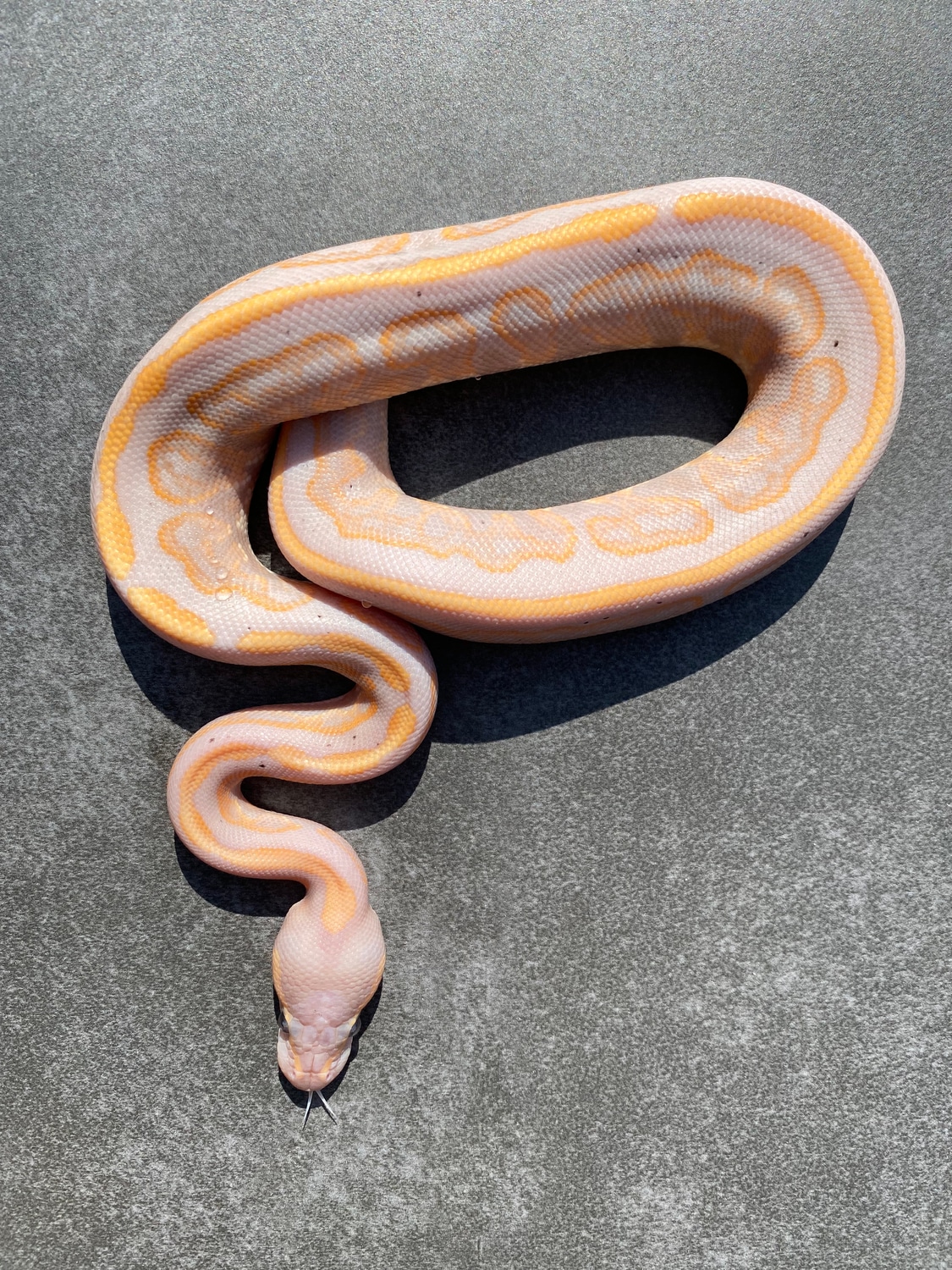 Banana Black Pastel 50 Het Pied 50 Het Orange Ghost Ball Python by