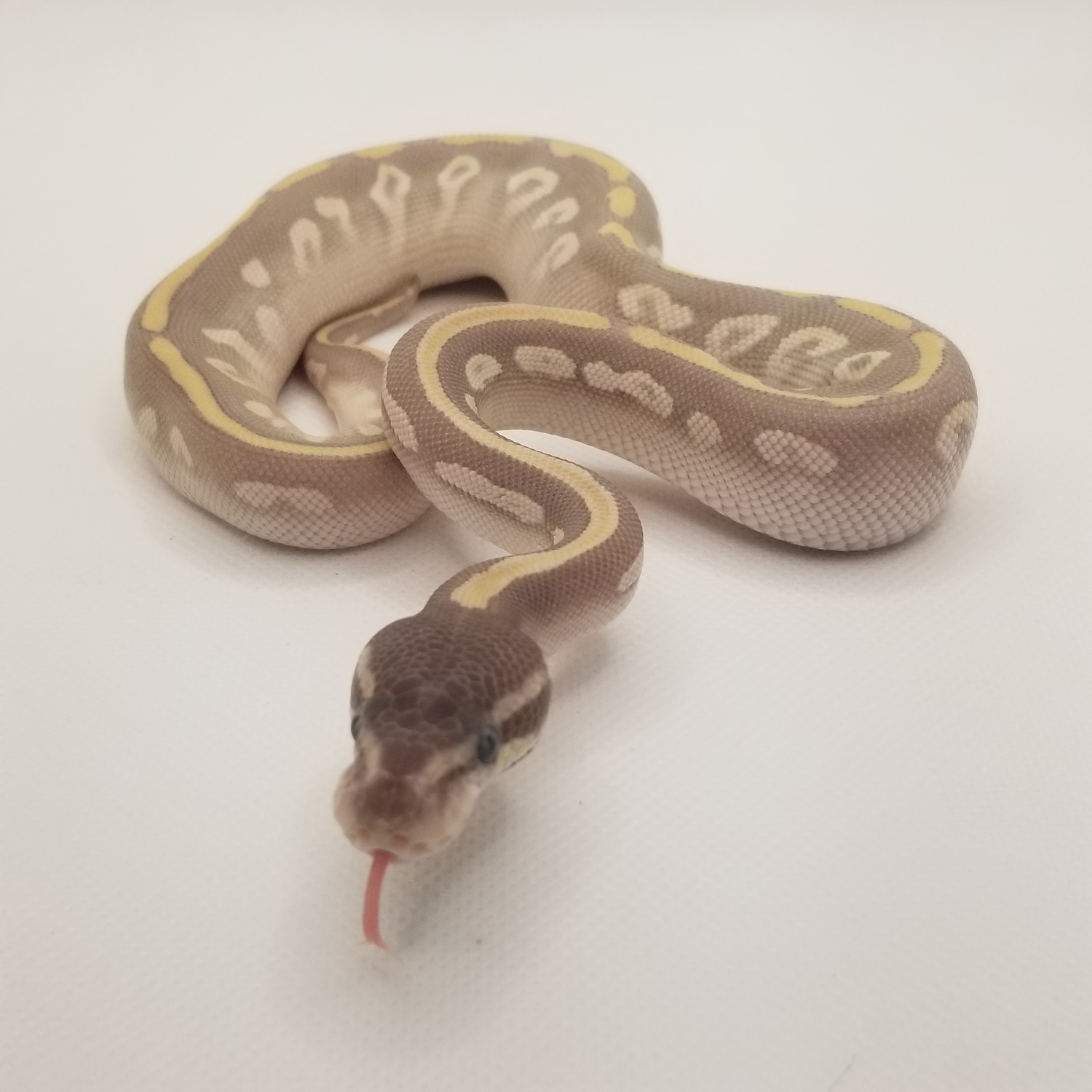 Purple Passion Ball Python by Cold Fire Exotics - MorphMarket