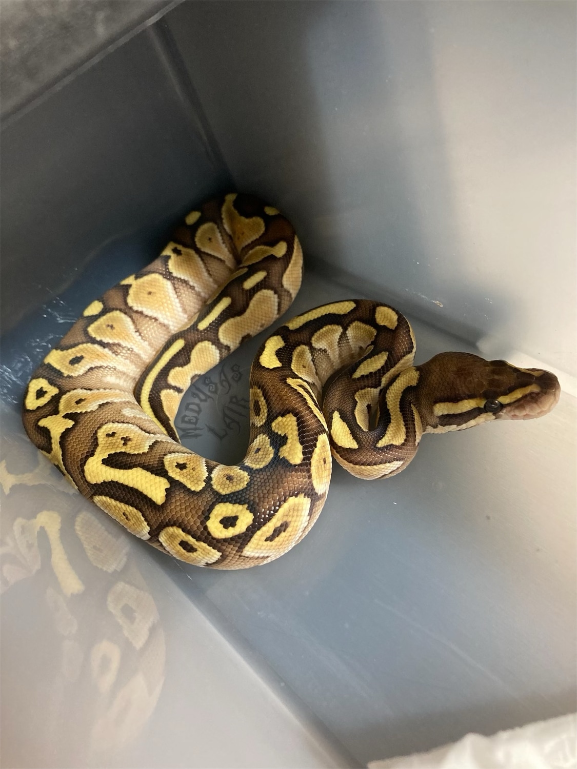 Lesser Ball Python by Medusa’s Lair - MorphMarket