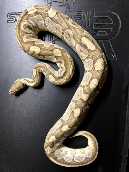 Proven Lesser Male Ball Python by Medusa’s Lair