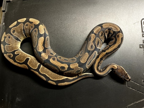 Female 100% Het Pied Ball Python by Medusa’s Lair