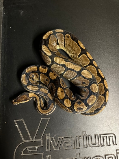 Female 100% Het Pied Ball Python by Medusa’s Lair