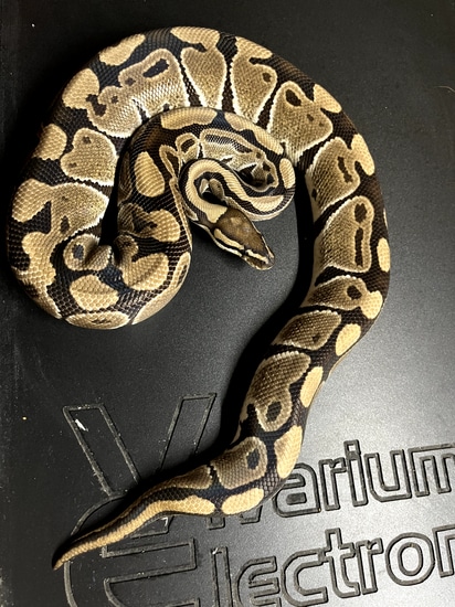Possible Het Clown Ball Python by Medusa’s Lair