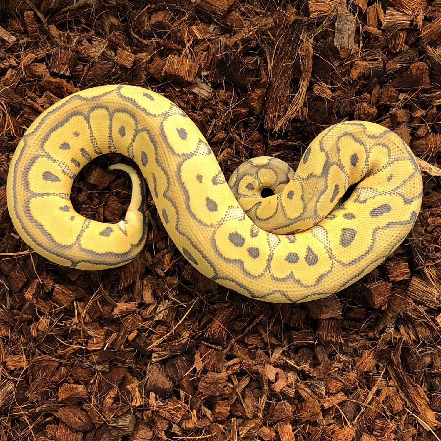 Pastel Hypo Clown Ball Python by Medusa's Morphs - MorphMarket